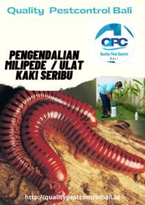 Pengendalian Ulat Quality Pest Control Bali