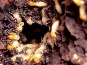 Termite Control